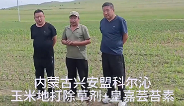 天然蕓苔素的作用